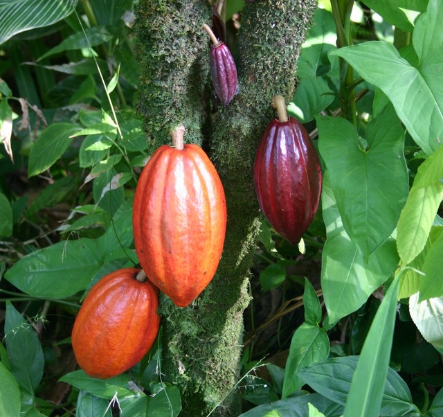 Jamaica plants