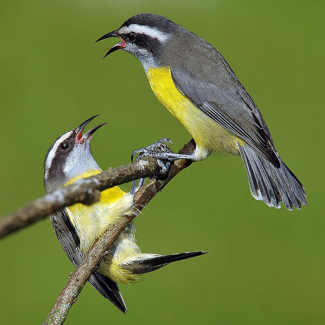 yellow breast