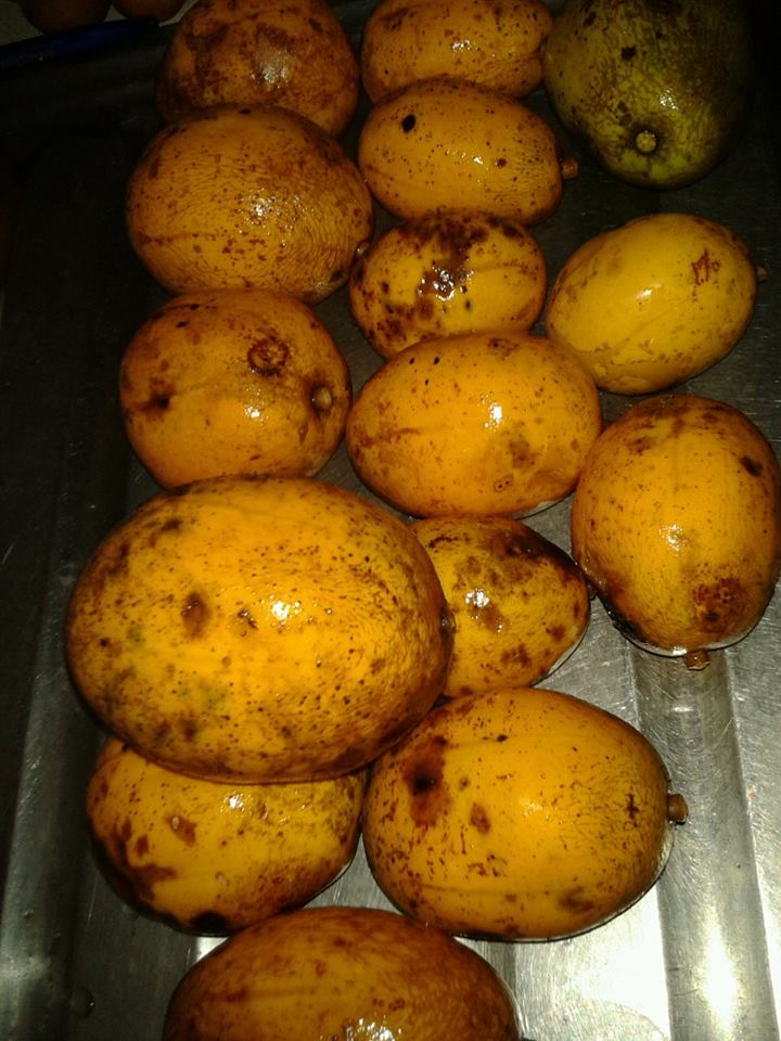 Golden Apple (June Plum) - MNIB Grenada