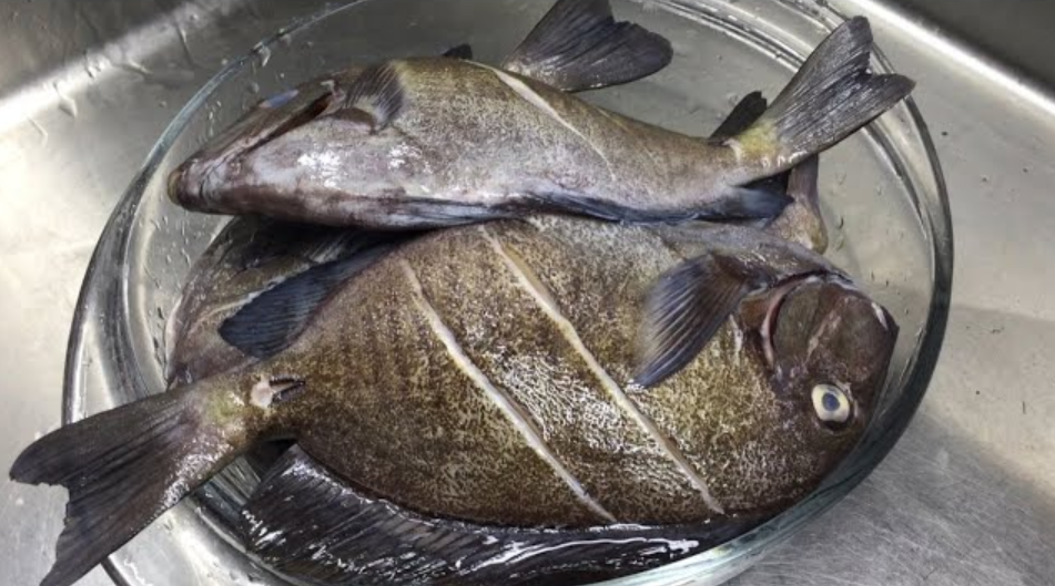 doctor fish - Caribbean Dictionary | Wiwords